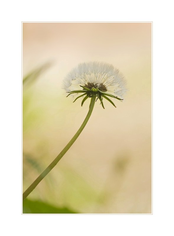 Pusteblume