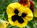 Fotos_Mauerblümchen