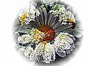 Fotos_Mauerblümchen