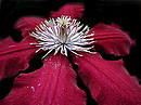 Fotos_Mauerblümchen