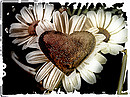 Fotos_Mauerblümchen