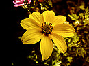 Fotos_Mauerblümchen