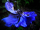 Fotos_Mauerblümchen