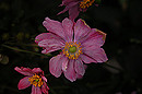 Fotos_Mauerblümchen