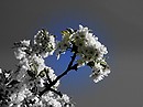 Fotos_Mauerblümchen
