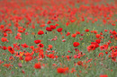 das Mohnfeld