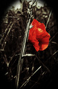 Fotos_Mohn