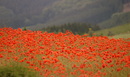 Fotos_Mohn