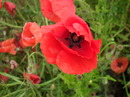 Mohn