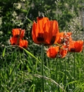 Mohn