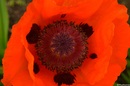 Fotos_Mohn
