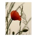 Roter Mohn