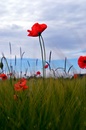 Mohnblümchen