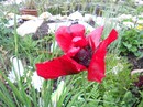 roter Mohn