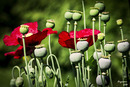 Fotos_Mohn