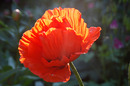 Mohn im Lichtspiel