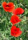 Klatschmohn