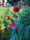 "Mohn"
