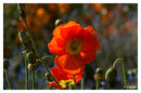 Mohn