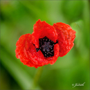 Rot