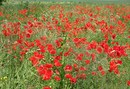 Ein Meer aus Mohnblüten