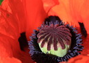 Mohn von innen