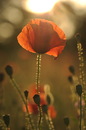 Poppies