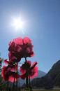 Sonnenlicht Tanken