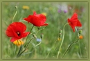 Mohn