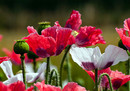 Fotos_Mohn