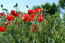 Fotos_Mohn