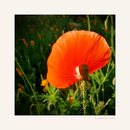 Mohn-Lämpchen.