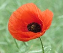 Fotos_Mohn
