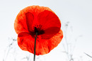 Fotos_Mohn