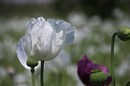 weißer Mohn ....