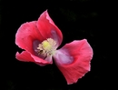 Mohnblüte
