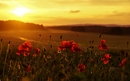 sunset and red poppy