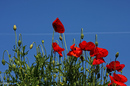Mohn und Himmel