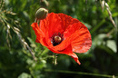 Einfach Mohn