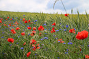 Mohn und Kornblumen