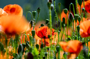 Mohn