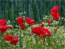 Fotos_Mohn