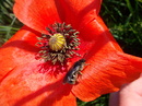 Fotos_Mohn