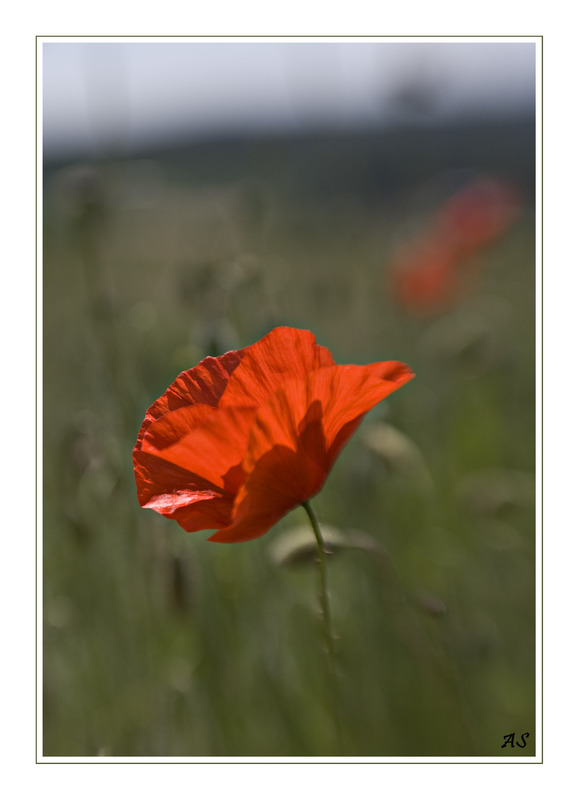 Mohn-Baby