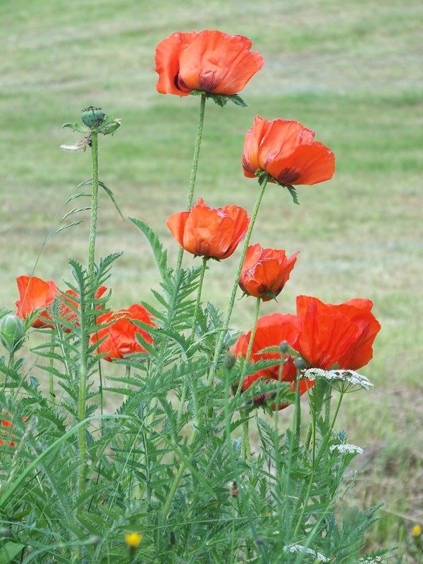 Es blüht der Mohn