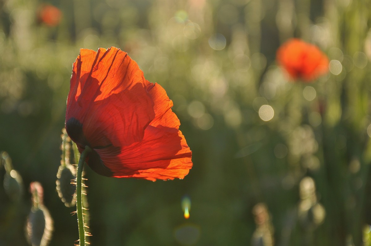 Mohn am frühen Morgen