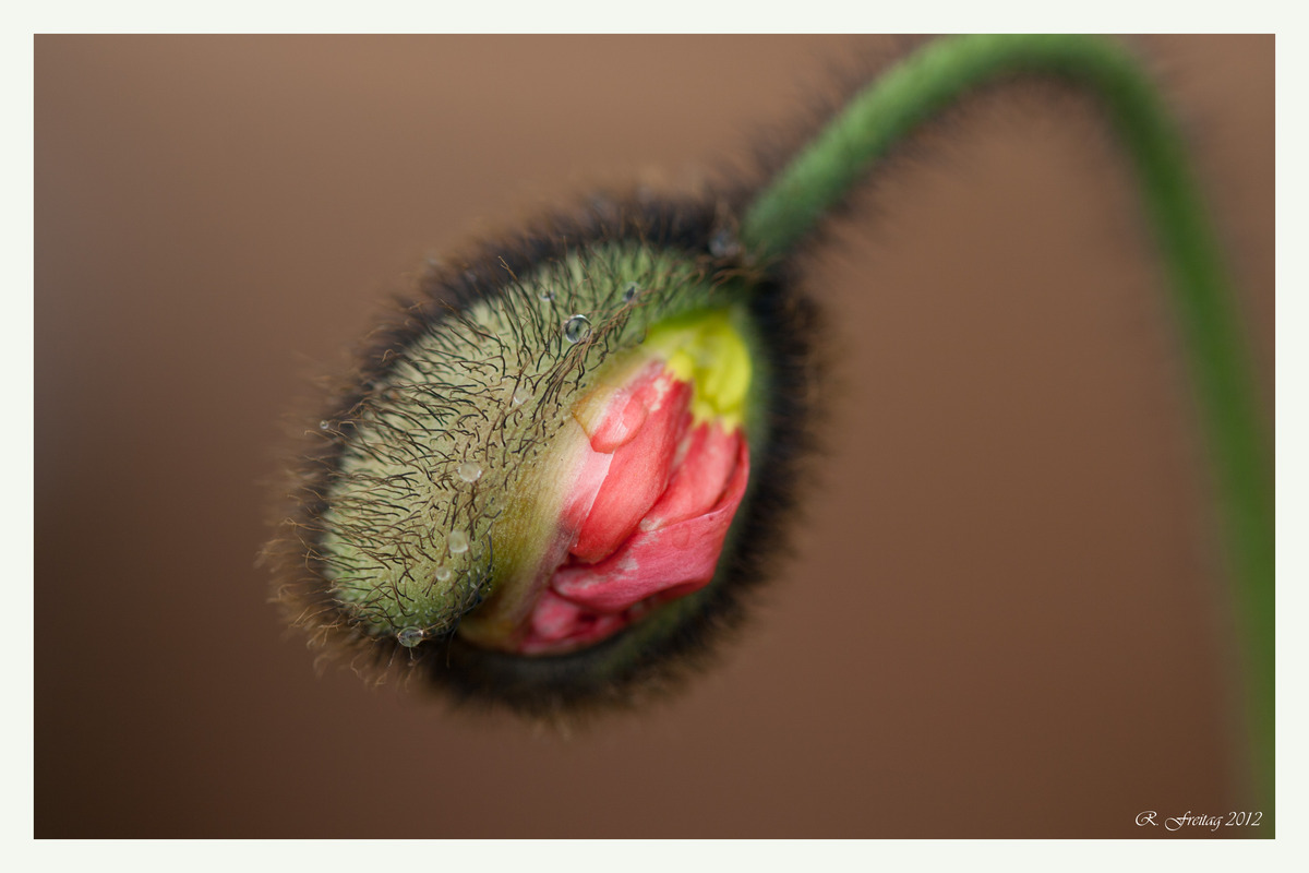 Mohn, Mohnblume, Makro