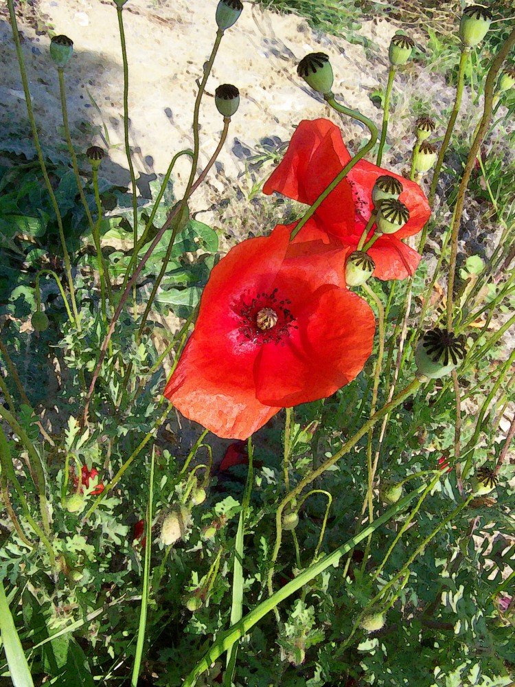 Mohn