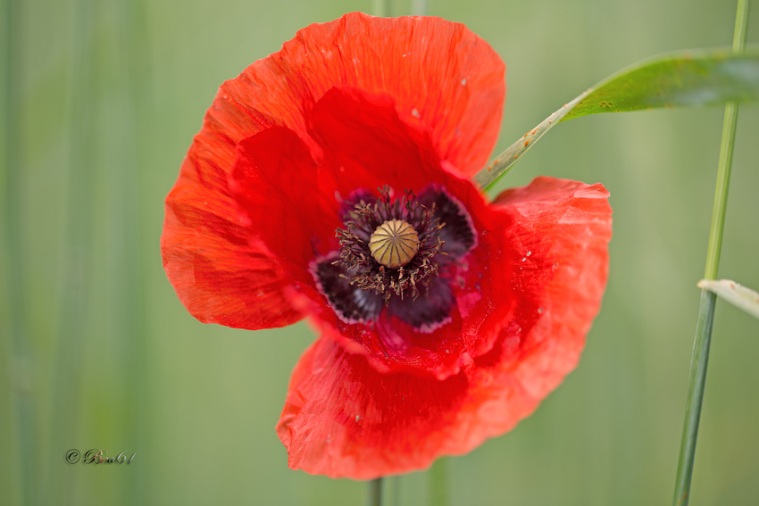 Farben des Frühsommers