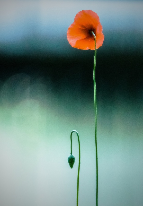Eineinhalb Mohn